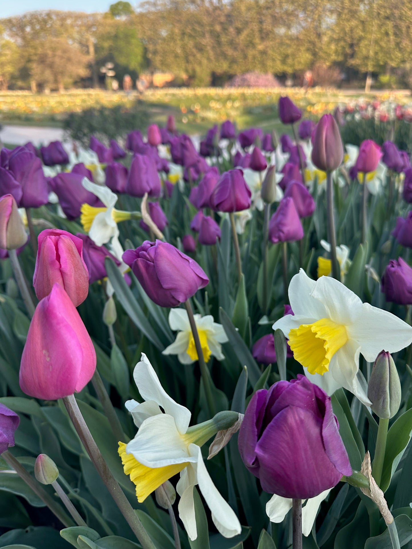 Quiet Morning, Jardin des Plantes