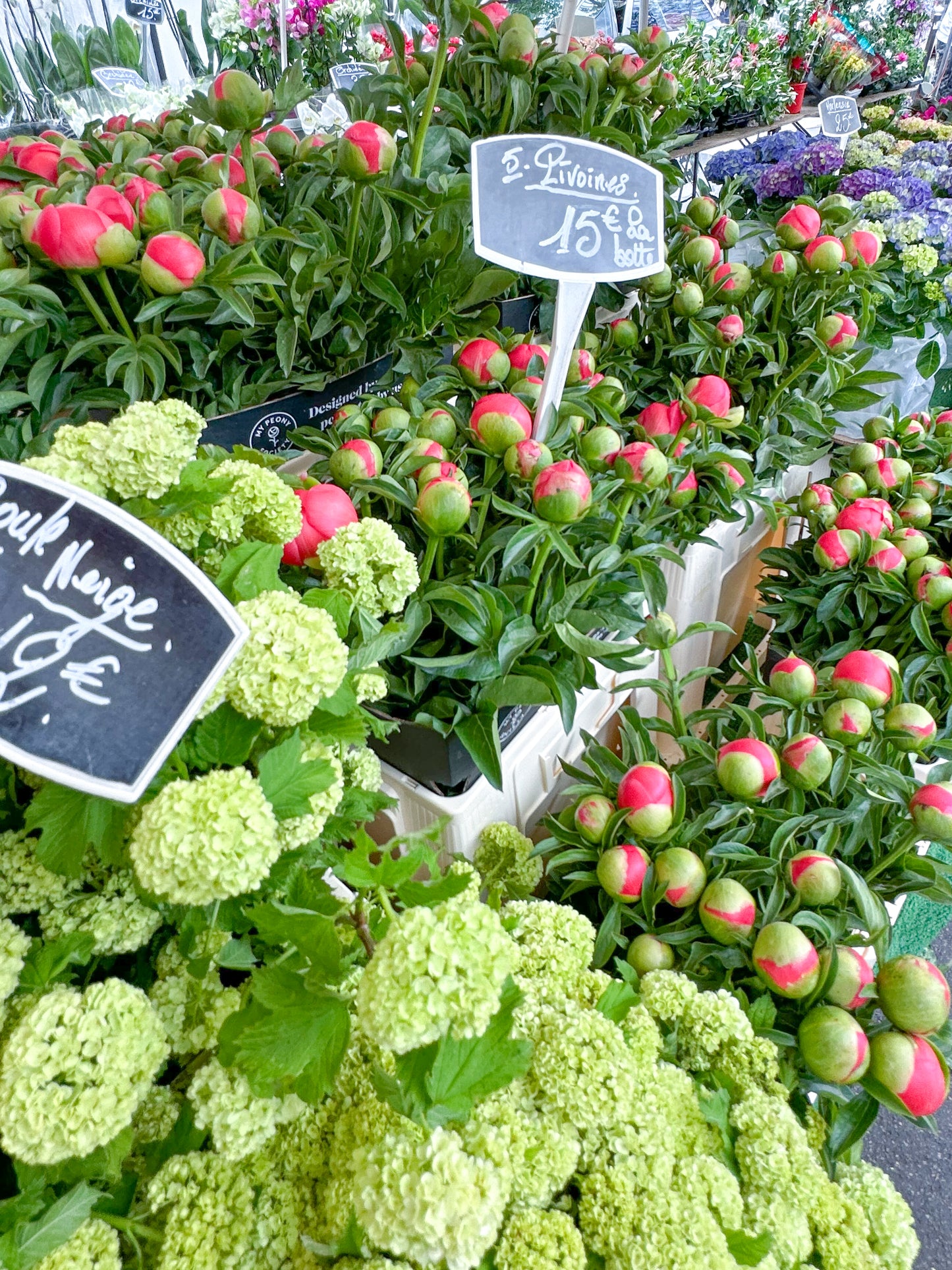 Paris View, Coral Charm