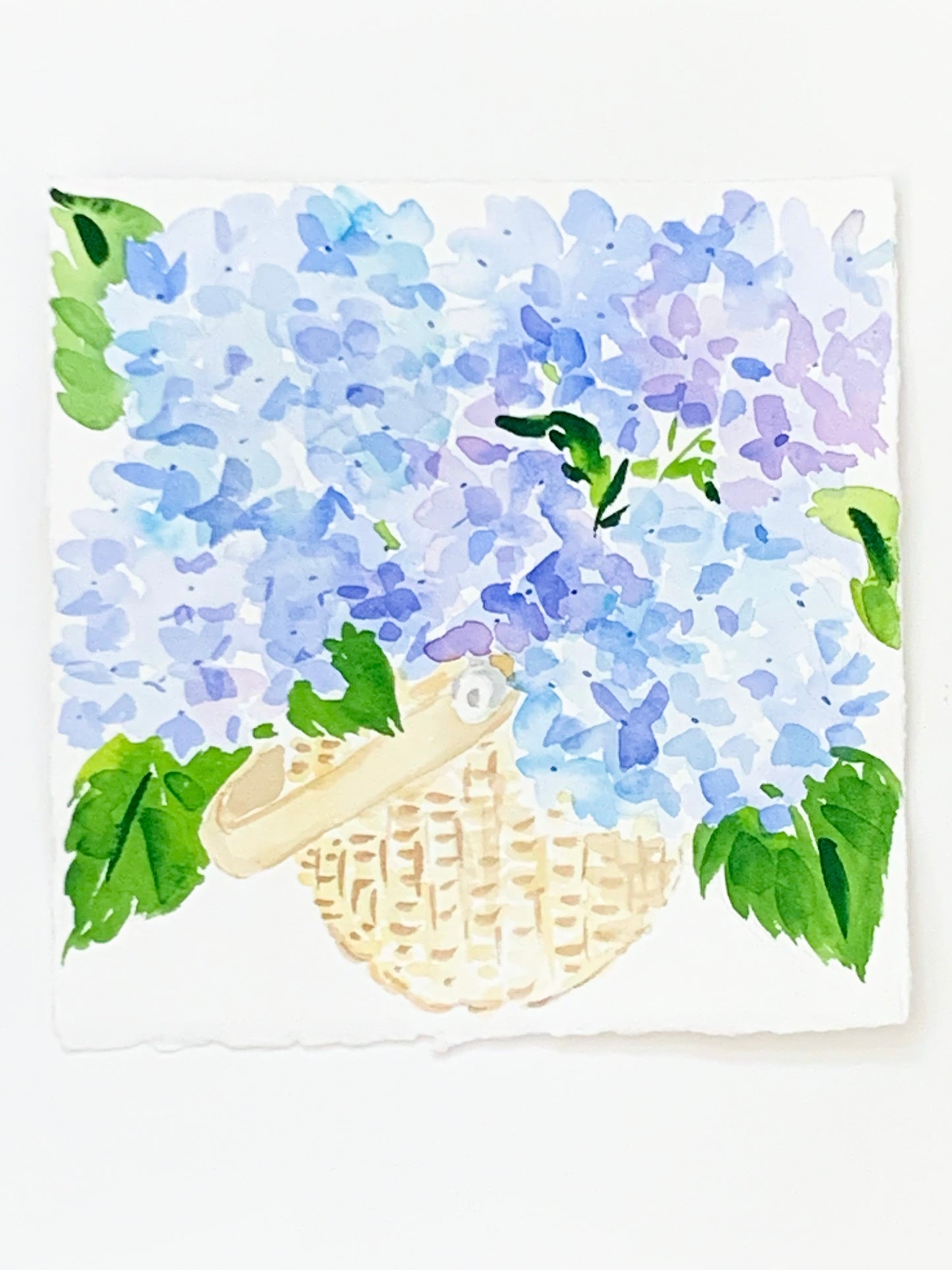 Lightship Hydrangeas